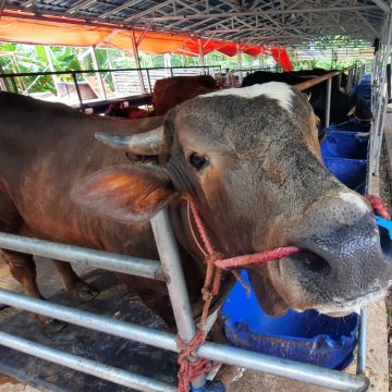 Warga Mulai Berburu Hewan Kurban, Dj Farm Depok Kebanjiran Pembeli