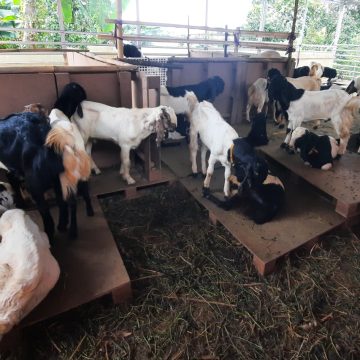 Hewan Kurban di Depok Tembus 29 Ribu Ekor, Supian Suri: Semangat Berbagi Meningkat